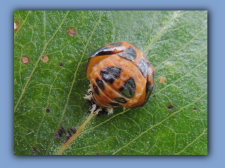 Ladybird - transition from larva to adult. Hetton Park. 9th July 2023 3.jpg